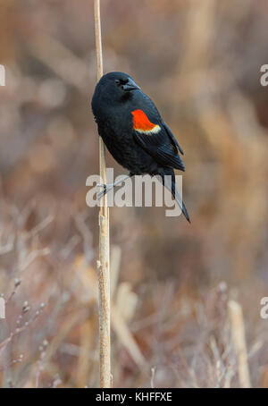 Männlich Red-winged blackbird (Agelaius phoeniceus) Zucht im Federkleid eines cattail im frühen Frühling. Acadia National Park, Maine, USA. Stockfoto