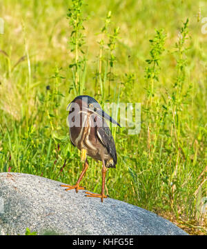 Green Heron (Butorides Virescens) auf einem Felsblock am Rande eines kleinen Beaver Pond. Acadia National Park, Maine, USA. Stockfoto