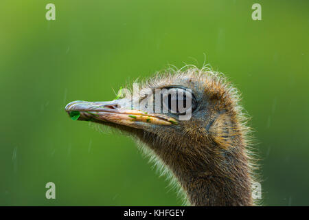Strauß oder gemeinsame Strauß (Struthio Camelus) Stockfoto
