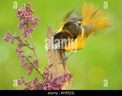 Ein männlicher Baltimore Oriole Unschärfe in Bewegung unter den lila Blüten. Stockfoto