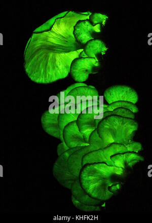 Bioluminescent Pilze leuchtende in Küsten Australiens. Stockfoto