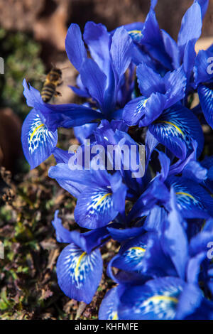 Iris histrioides 'Frau Beatrix Stanley' Stockfoto