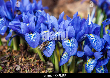 Iris histrioides' Lady Beatrix Stanley' Bienenstöcke Stockfoto