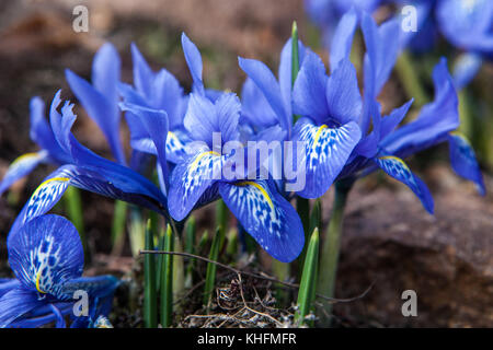 Iris histrioides 'Frau Beatrix Stanley' Stockfoto