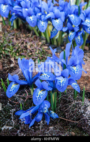 Iris histrioides 'Frau Beatrix Stanley' Stockfoto