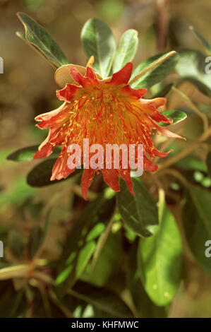 Tamala Rose (Diplolaena Grandiflora), orange Blume. Yanchep National Park, Western Australia, Australien Stockfoto