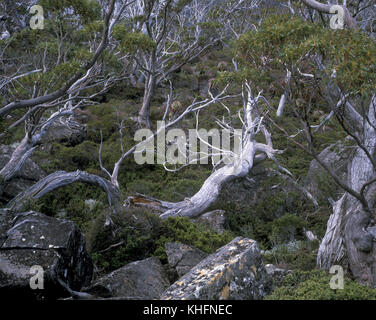 Subalpine Wälder mit tasmanischen Snow gum (Eukalyptus coccifera) und Heide Unterwuchs. Mount Field National Park, Tasmanien, Australien Stockfoto