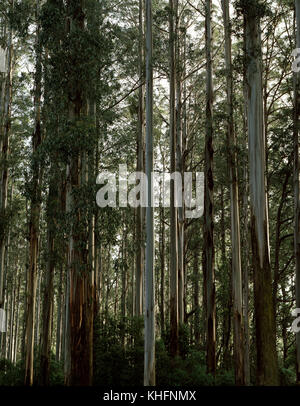 Mountain Ash Wald (Eucalyptus regnans), dem höchsten blühenden Baum, in hohen Eukalyptus Wald. Dandenong Ranges National Park, Victoria, Australien Stockfoto