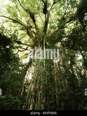 Weiß Abb. (Ficus virens), mit langen Antenne Wurzelsystem. Dieser Baum ist die Kathedrale Bild genannt. Atherton Tablelands, Queensland, Australien Stockfoto