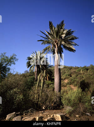 Chilenischer Wein Palm (Jubaea sp.), hohen Palmen, die bis zu 25 Meter, der früher für seine SAP-und Muttern ausgenutzt. La Campana Nationalpark, V Region, Chile Stockfoto