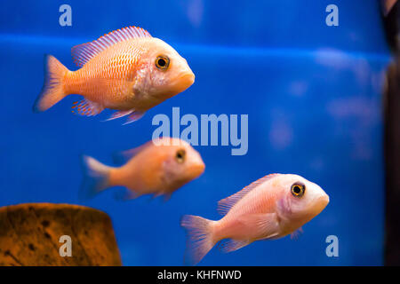 Foto von aulonocara Fisch im blauen Wasser Stockfoto