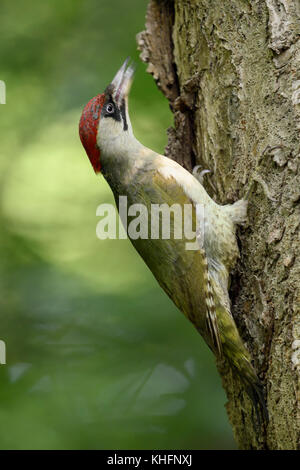 Grünspecht / grünspecht (picus viridis), auf einem Baumstamm gehockt, Würgen, typische Pose vor der Fütterung der Küken, Europa. Stockfoto