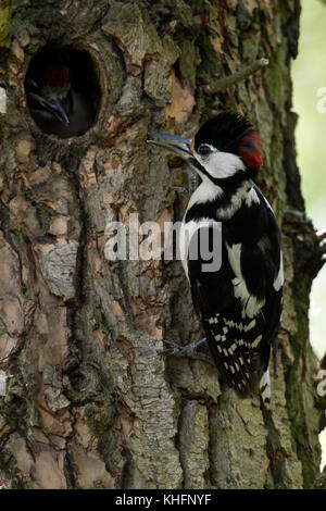 Größere / Buntspecht / buntspecht (Dendrocopos major) Fütterung junges Küken im Nest hole, Europa. Stockfoto