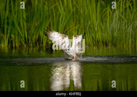 Eurasische Fischotter sitzt auf einem Stein Stockfoto