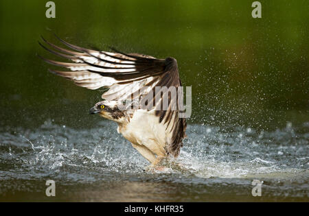 Eurasische Fischotter sitzt auf einem Stein Stockfoto