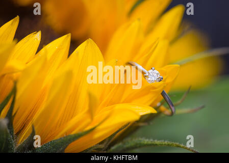 Diamantring auf Sonnenblumen Stockfoto