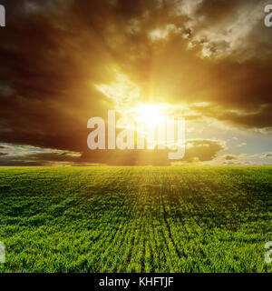 Sonnenuntergang über grüne Agrarbereich Stockfoto