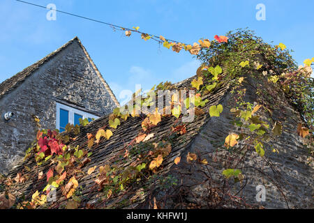 Rebsorten Blätter im Herbst auf einem Cotswold Cottage Dach. Cotswolds, Gloucestershire, England Stockfoto