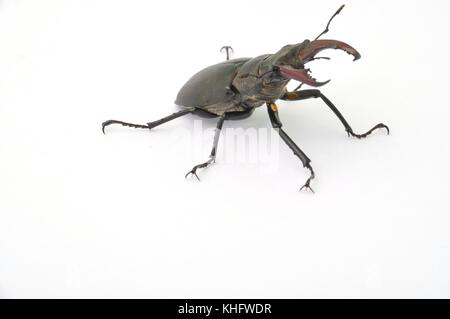 Hirschkäfer - Lucanus cervus Stockfoto