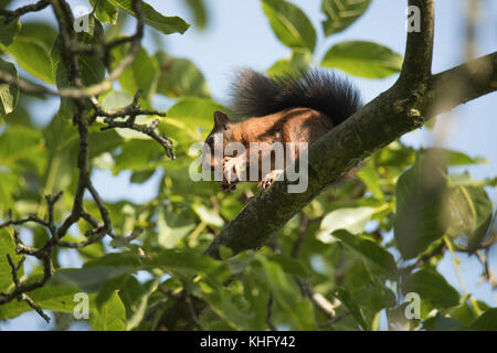 Eichhörnchen sitzen hoch oben in einem Baum und das Essen einer Mutter Stockfoto