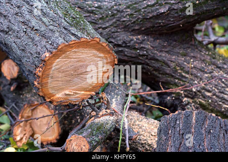 Mehrere gefällten Baumstämme in der Nähe auf dem Boden Stockfoto
