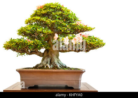 Alte rhododendron Bonsai Baum mit Blüten weiß isoliert Stockfoto