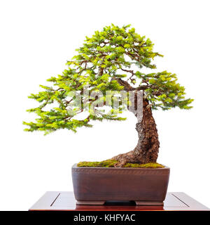 Alte Nadelbaum gemeinsame Fichte so wenig Bonsai Baum Weiß isoliert Stockfoto