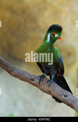 Die hartlaub turaco (tauraco hartlaubi) Stockfoto