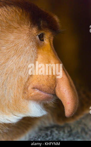 Porträt einer proboscis Affen (Nasalis larvatus) Stockfoto