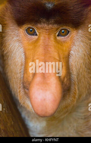 Porträt einer proboscis Affen (Nasalis larvatus) Stockfoto