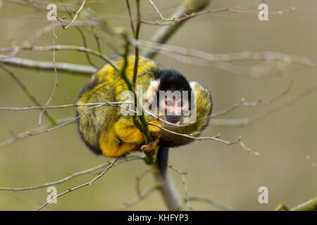 Totenkopfäffchen (Saimiri sp.) auf einem Baum Stockfoto