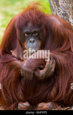Porträt einer Bornesischen Orang-utan (Pongo pygmaeus). Stockfoto