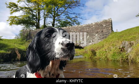 English Springer Spaniel genießen Exmoor Stockfoto