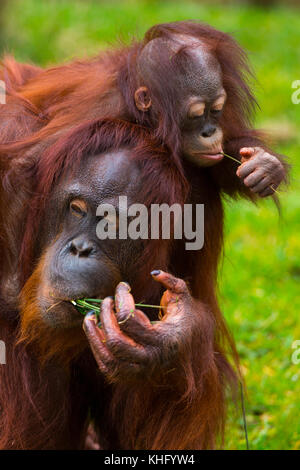 Bornesischen Orang-utan (Pongo pygmaeus) Stockfoto