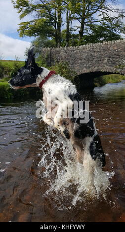 English Springer Spaniel genießen Exmoor Stockfoto