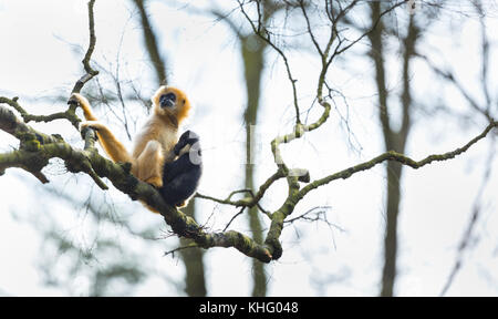 Schwarz crested Gibbon (nomascus concolor) Stockfoto