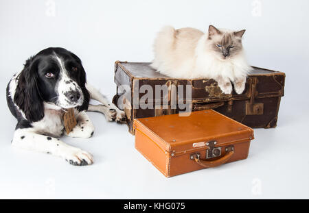 Ragdoll Cat&Springer Spaniel In einem Fotoshooting Stockfoto