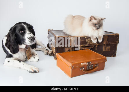 Ragdoll Cat&Springer Spaniel In einem Fotoshooting Stockfoto