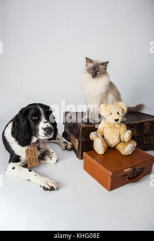 Ragdoll Cat&Springer Spaniel In einem Fotoshooting Stockfoto