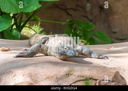 Comodo dragon ruht auf einem Felsen in der Sonne Stockfoto