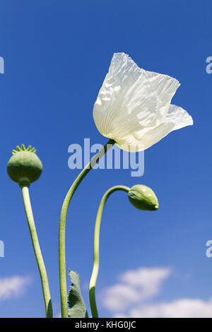 Auch als Schlafmohn Papaver somniferum in Lateinamerika, der Türkei bekannt. Stockfoto