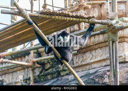 Northern white ist Gibbon um Schwingen Stockfoto