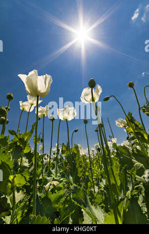 Auch als Schlafmohn Papaver somniferum in Lateinamerika, der Türkei bekannt. Stockfoto