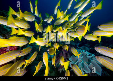 In einem Schwarm von BigeyeSnapper Schwimmen Stockfoto