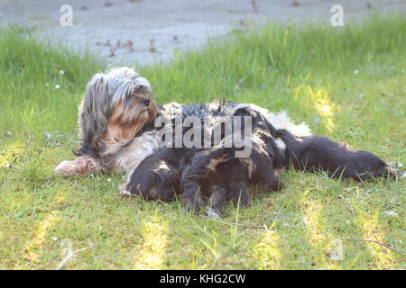 Kleine Welpen in einem Garten Stockfoto