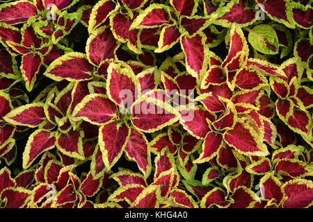 Coleus Blätter (Nettle gemalt, Flame Nettle) Stockfoto