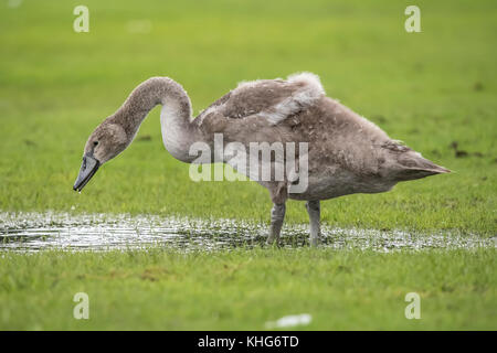 Höckerschwan Jugendliche trinken aus einer Pfütze von Wasser in einem Feld Stockfoto