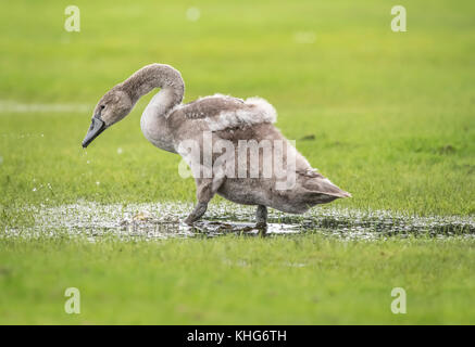 Höckerschwan Jugendliche trinken aus einer Pfütze von Wasser in einem Feld Stockfoto