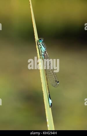 Blue-tailed damselfly ruht auf Iris leaf Stockfoto