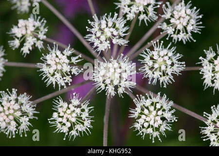 Detail der Blüte von Hemlock Wasser dropwort Stockfoto